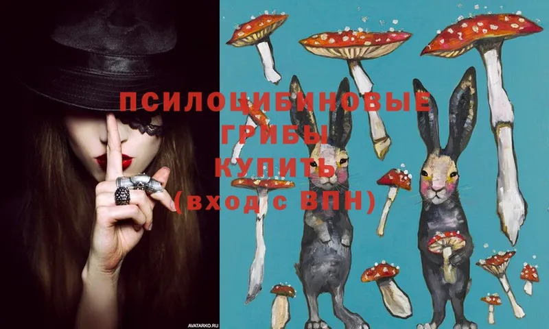 Псилоцибиновые грибы Psilocybe  Конаково 